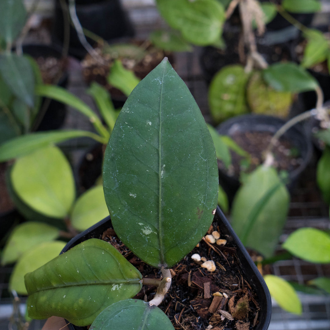 Hoya gomas Sp Aceh - Succulentasia