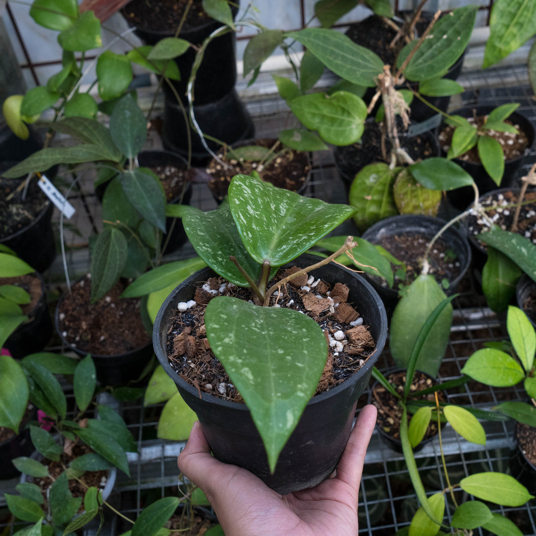 Hoya macrophylla splash - Succulentasia