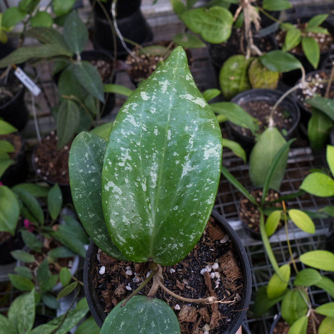 Hoya macrophylla splash - Succulentasia