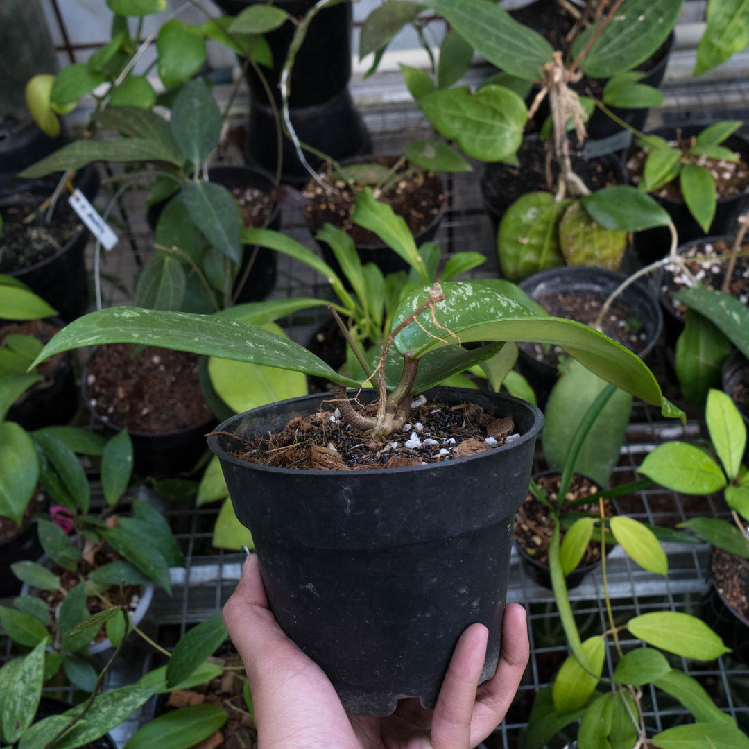 Hoya macrophylla splash - Succulentasia
