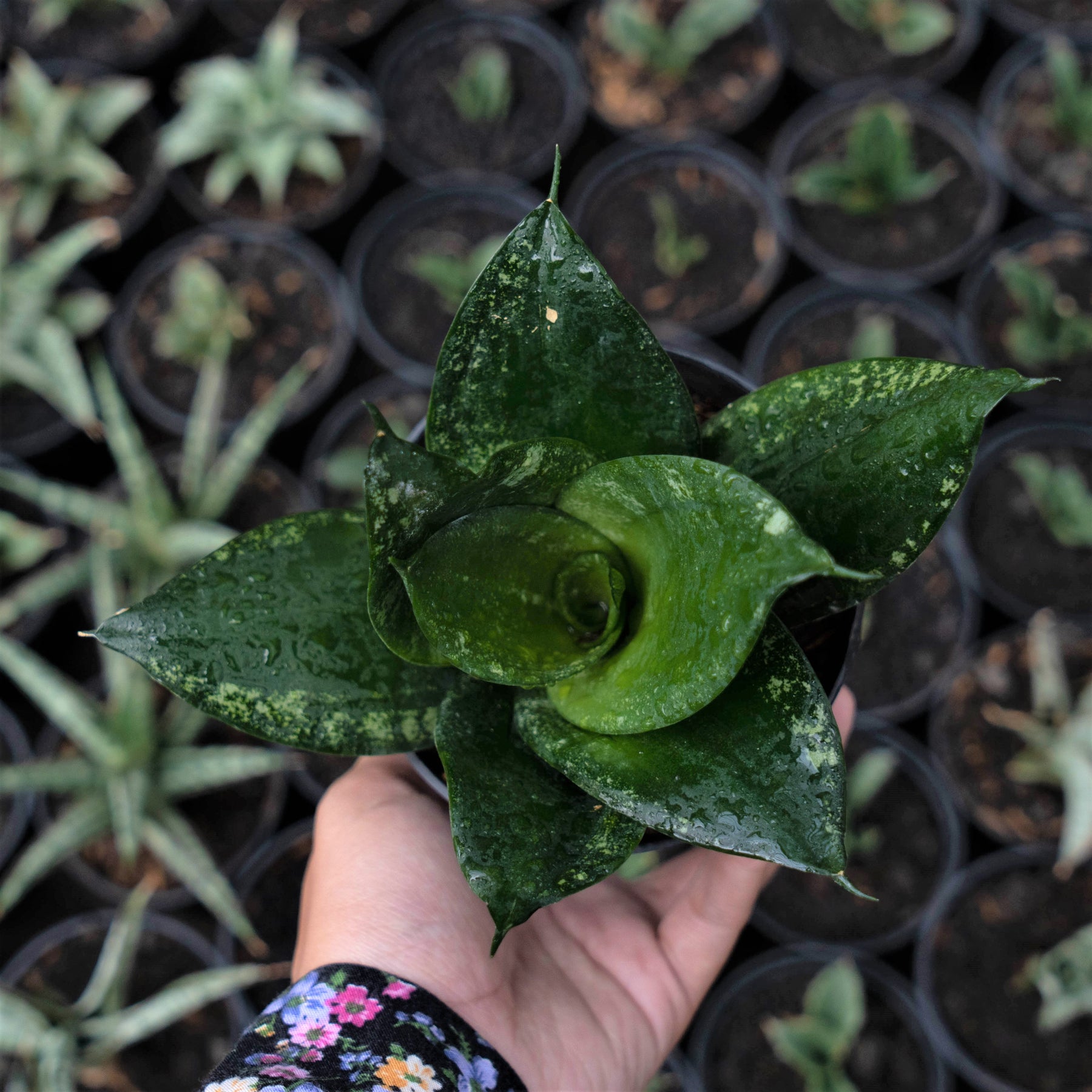 sansevieria disticha Sansevieria Denis – Succulentasia