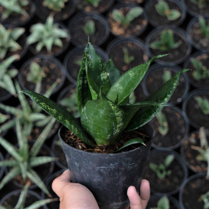 Sansevieria Denis - Succulentasia