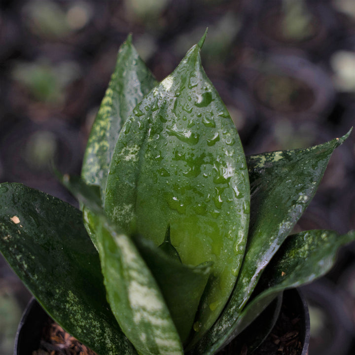 Sansevieria Denis - Succulentasia