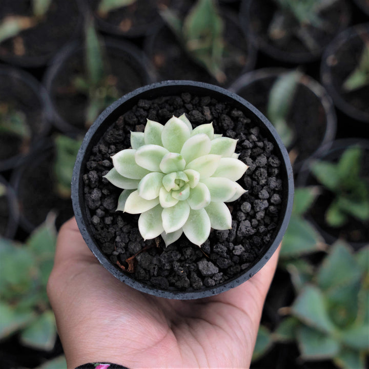 Echeveria Mebina - Succulentasia