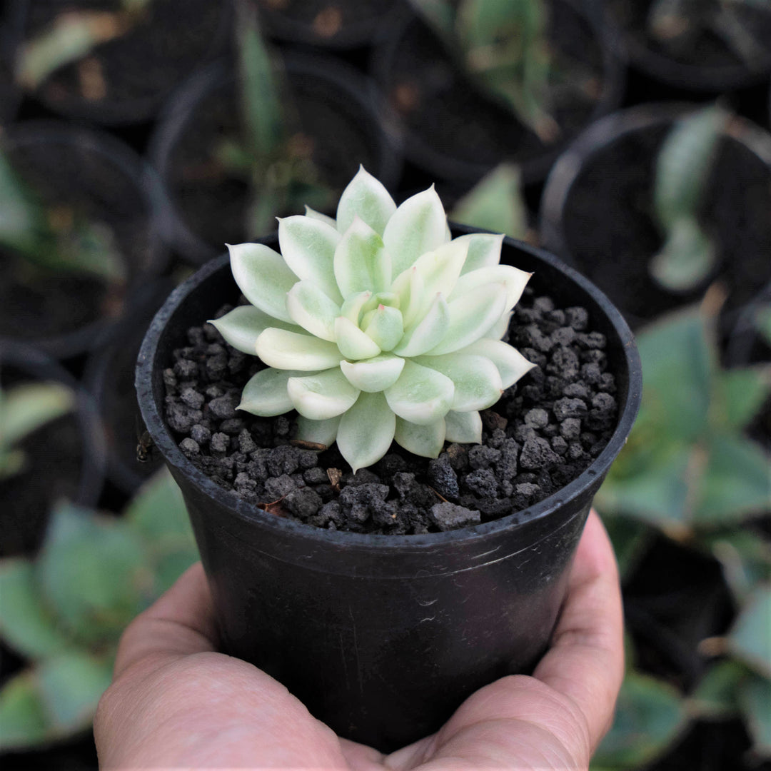 Echeveria Mebina - Succulentasia