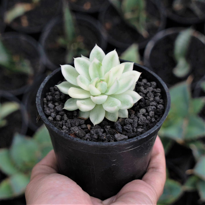 Echeveria Mebina - Succulentasia
