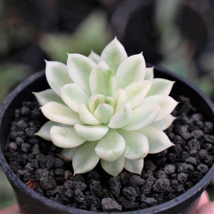 Echeveria Mebina - Succulentasia