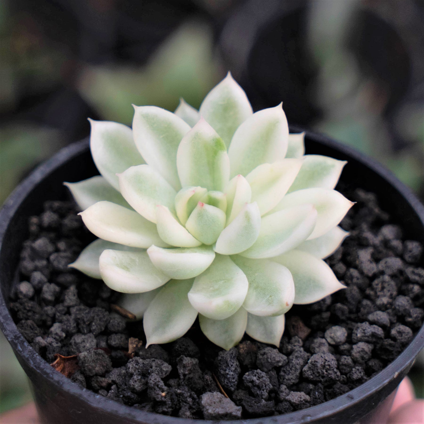 mebina succulent Echeveria Mebina – Succulentasia