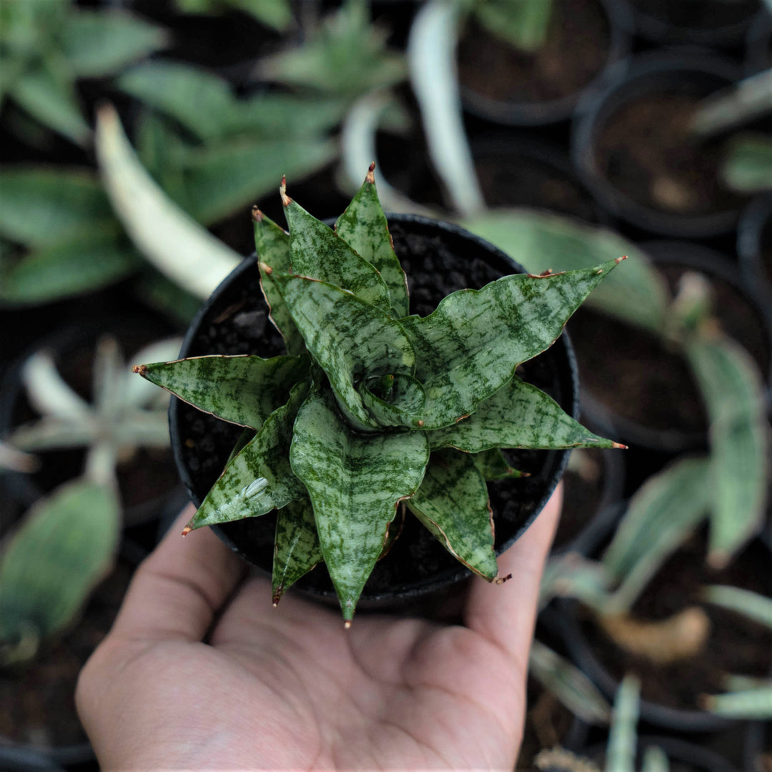 Sansevieria Ikha - Succulentasia