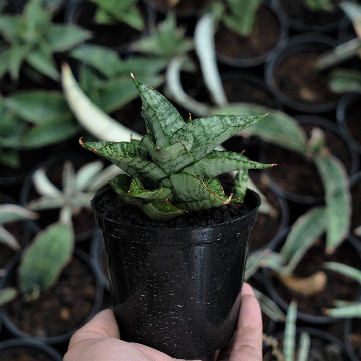 Sansevieria Ikha - Succulentasia