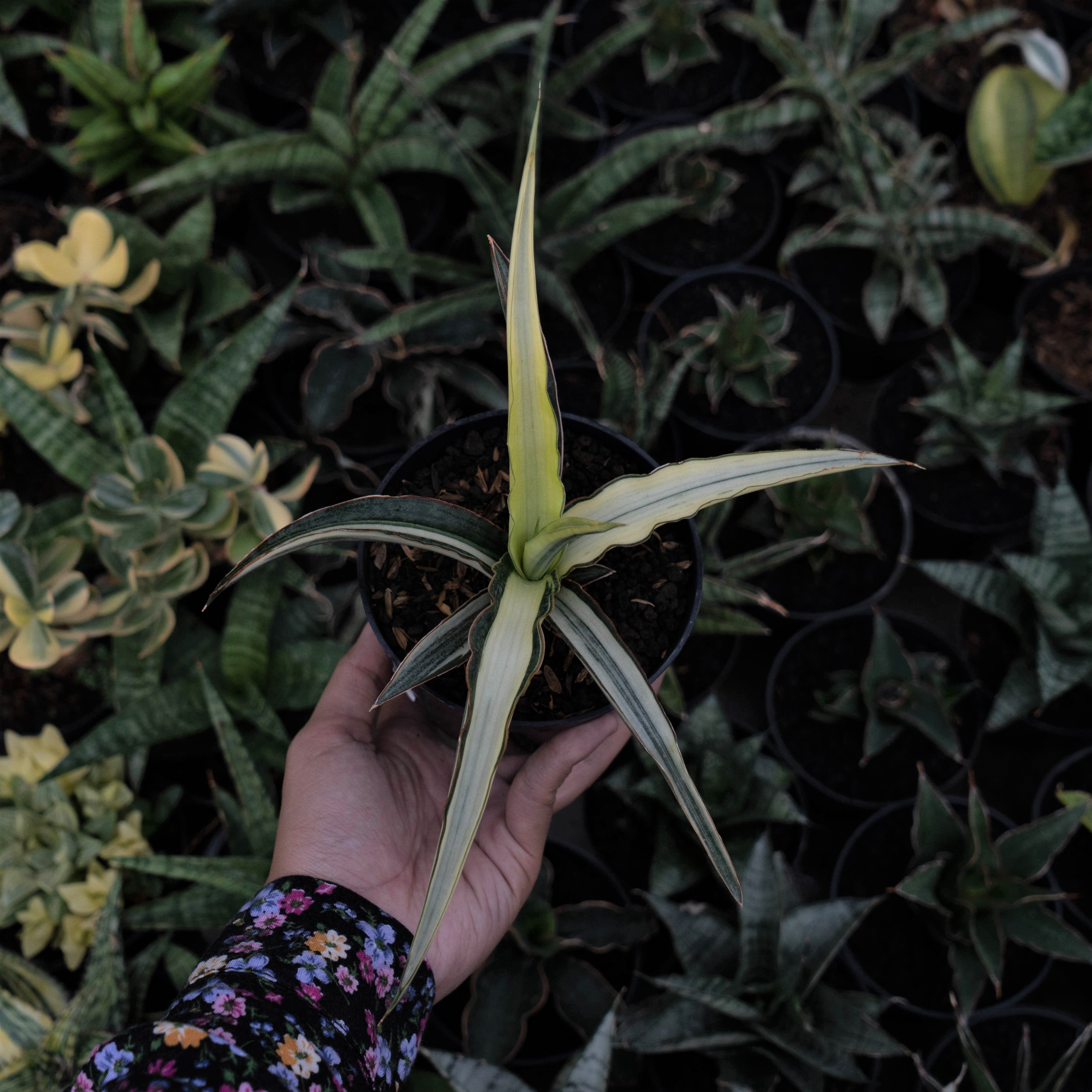 Sansevieria Midnight Fountain Variegated White – Succulentasia