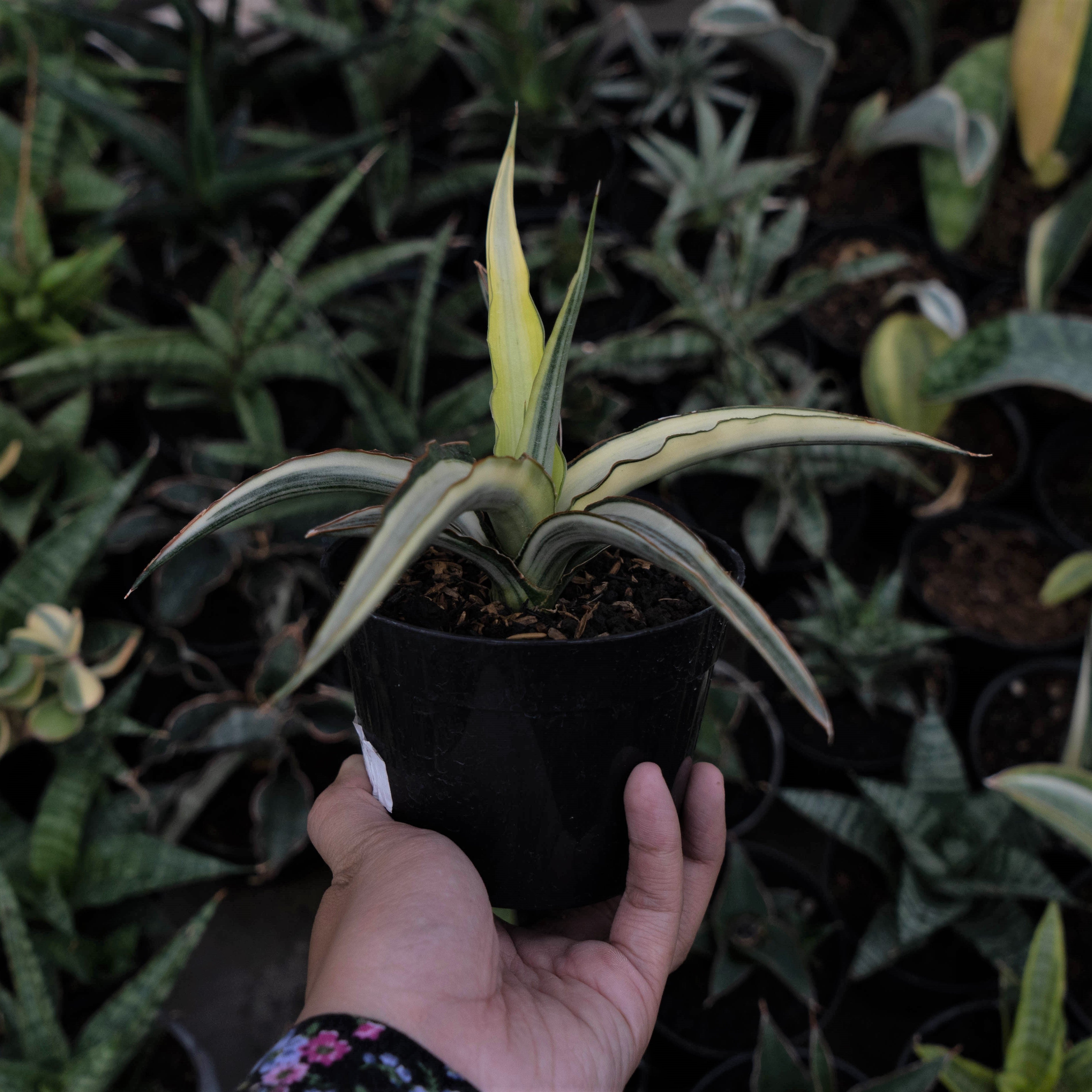 Sansevieria Midnight Fountain Variegated White – Succulentasia