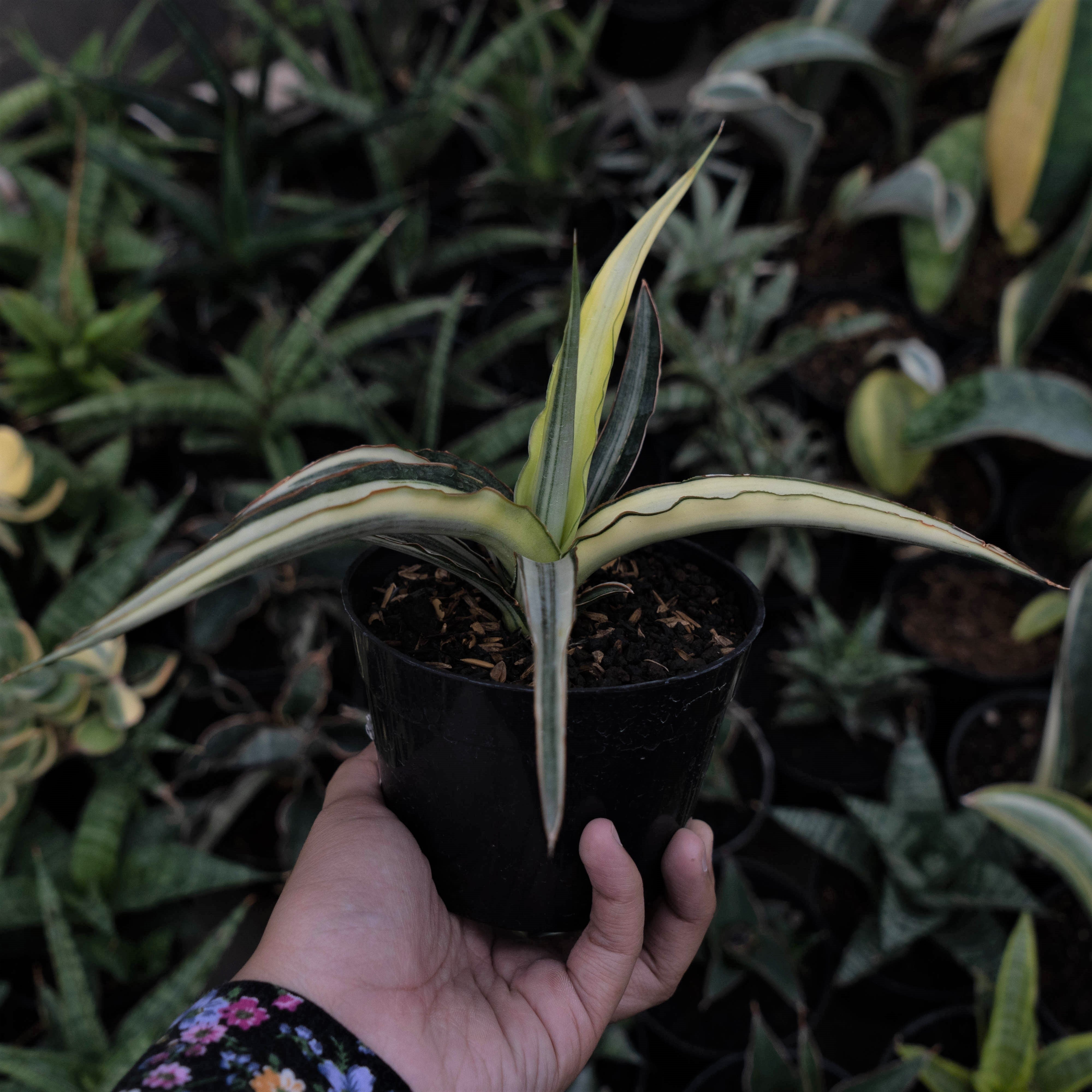 Sansevieria Midnight Fountain Variegated White – Succulentasia