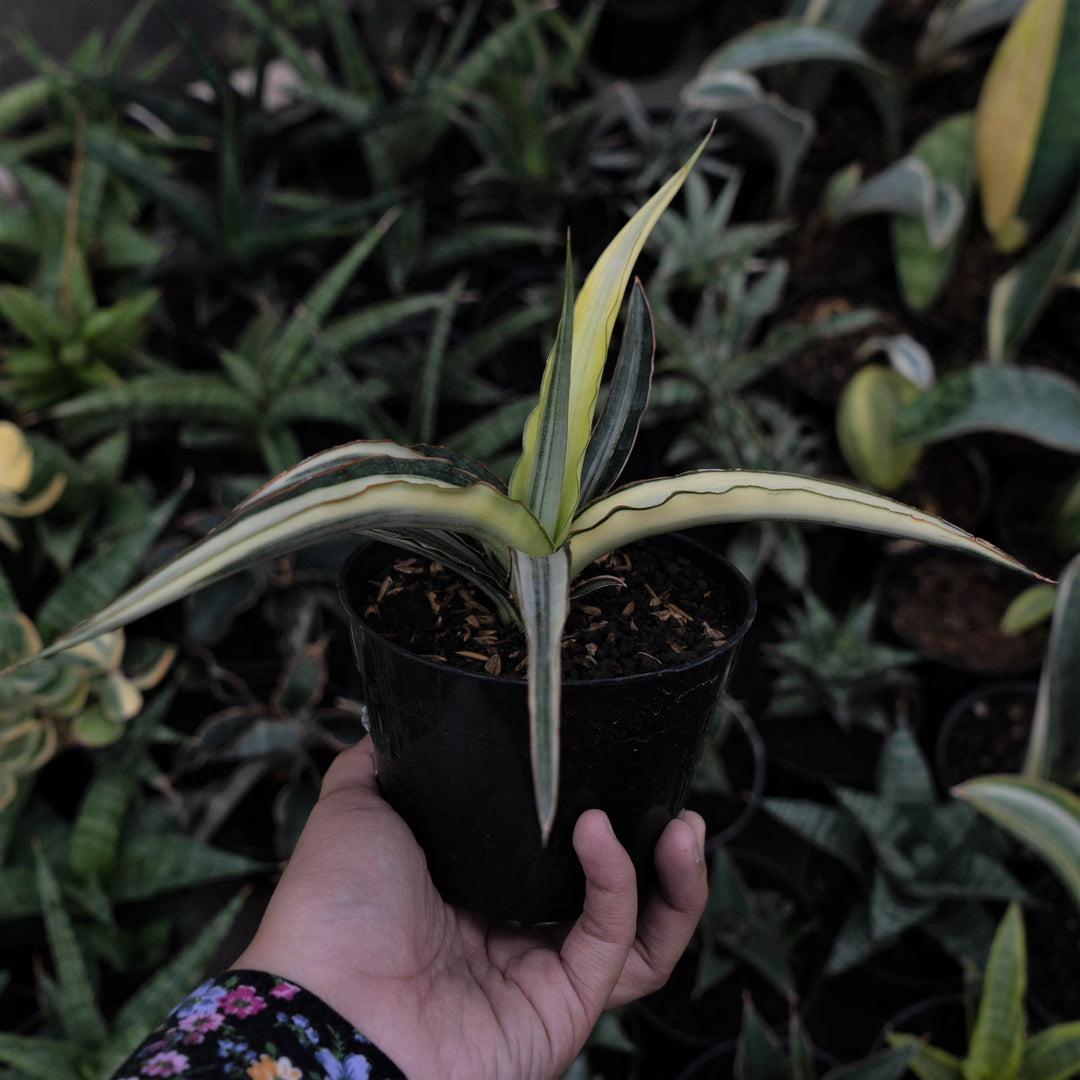 Sansevieria Midnight Fountain Variegated White - Succulentasia