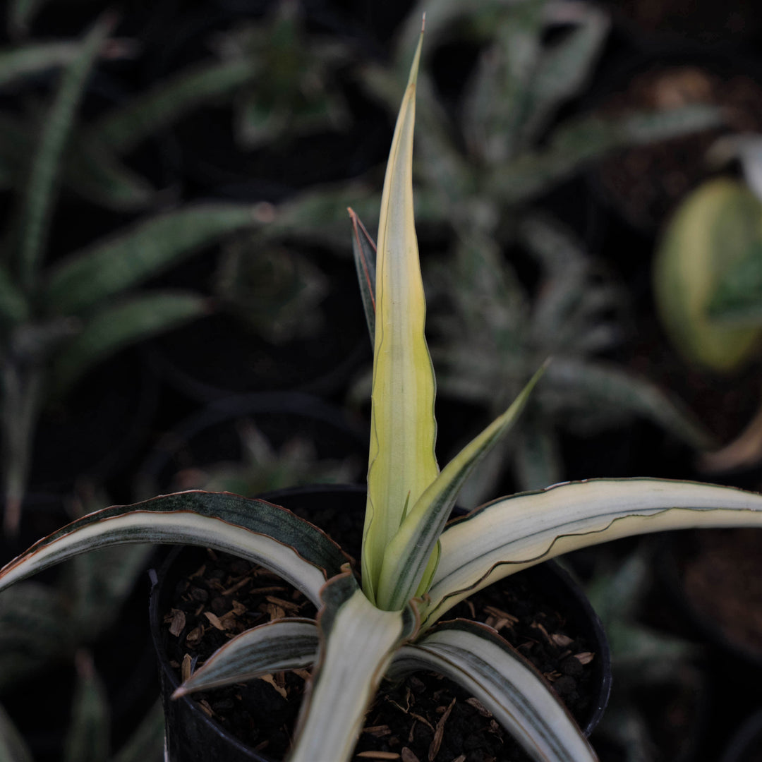 sansevieria midnight star Sansevieria Midnight Fountain Variegated White – Succulentasia