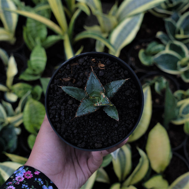 Agave FO - Succulentasia