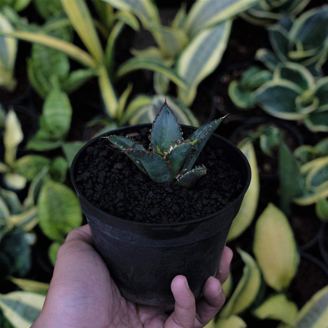 Agave FO - Succulentasia