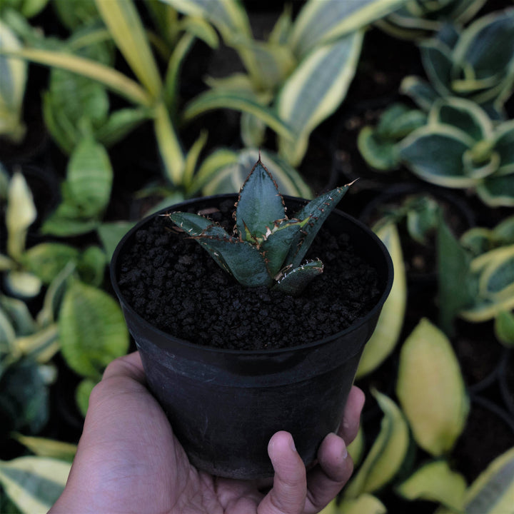 Agave FO - Succulentasia