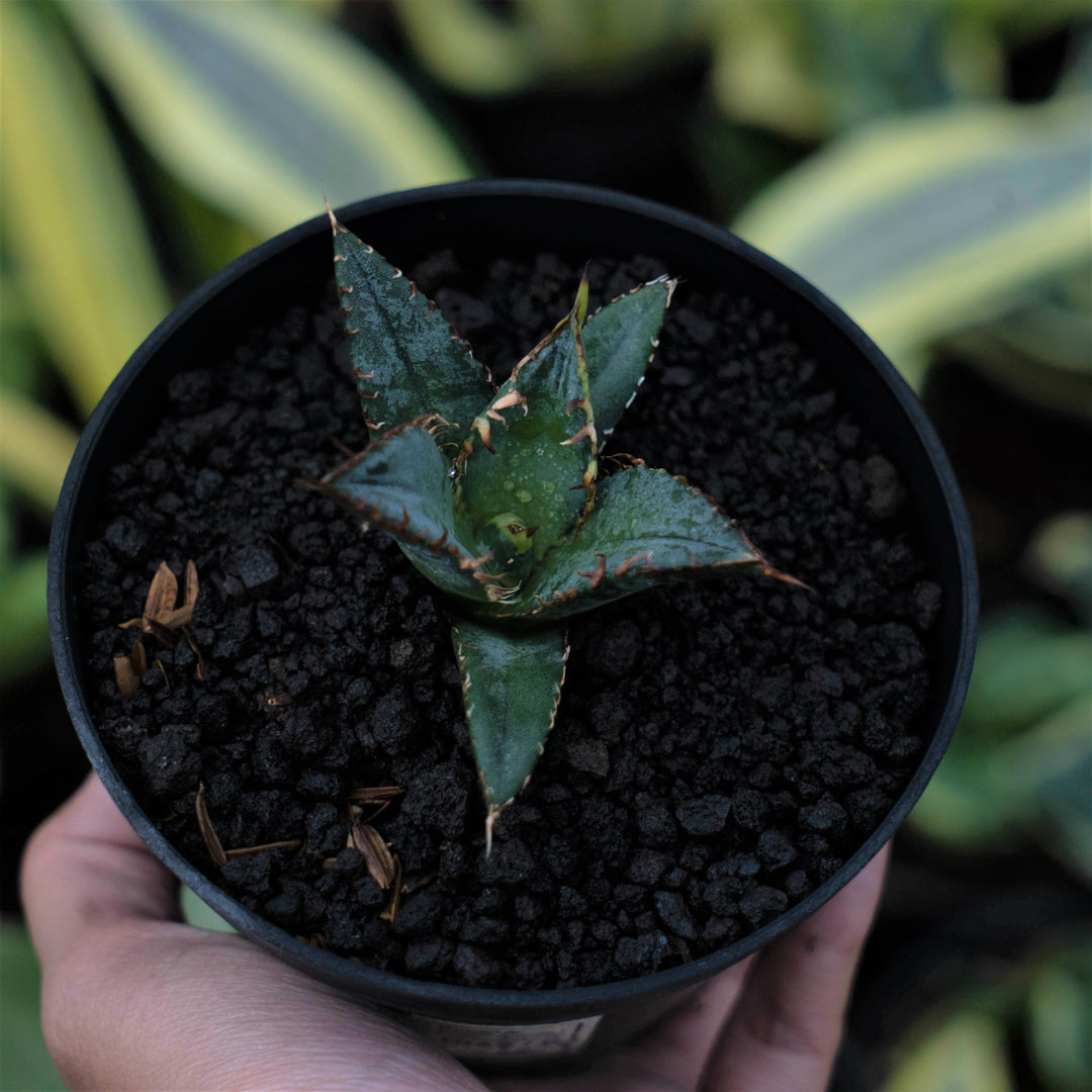 Agave FO - Succulentasia