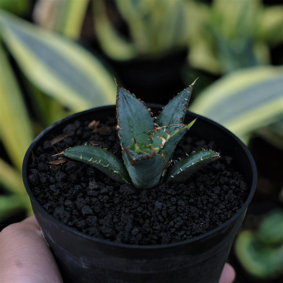 Agave FO - Succulentasia