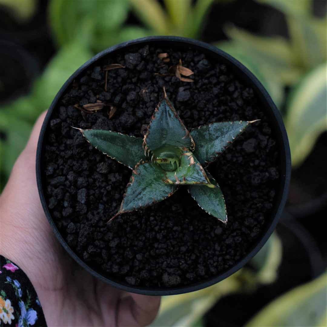 Agave FO - Succulentasia