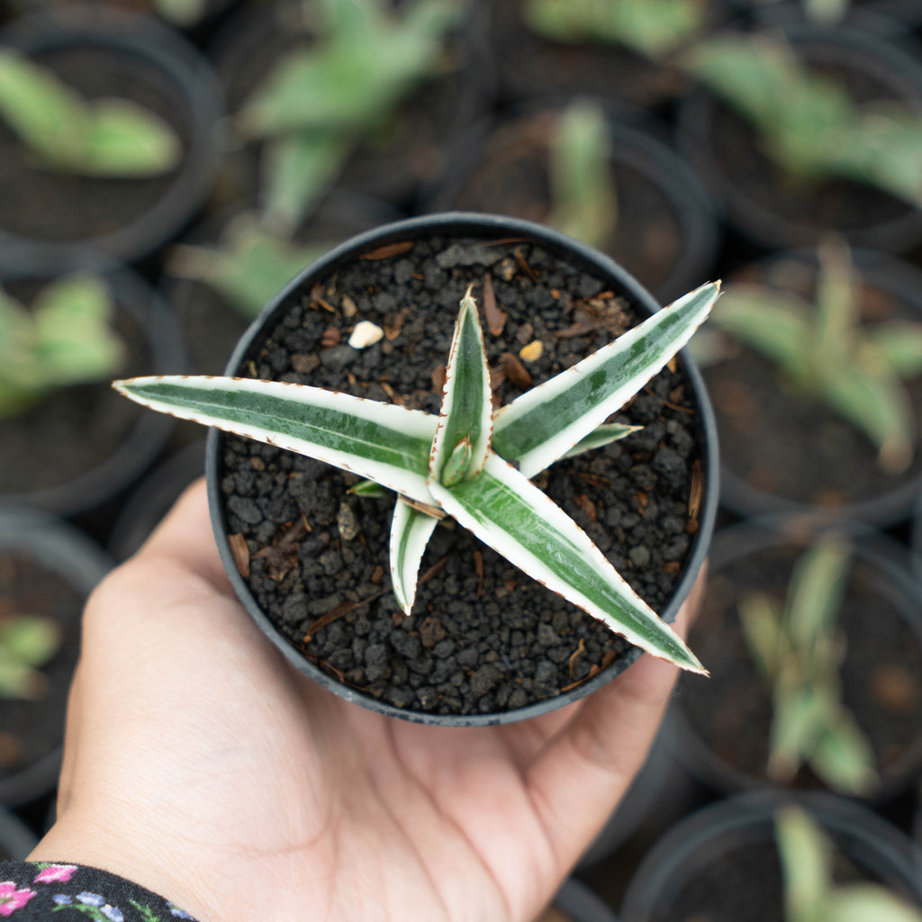 rhino grass sansevieria desertii Agave White Rhino – Succulentasia