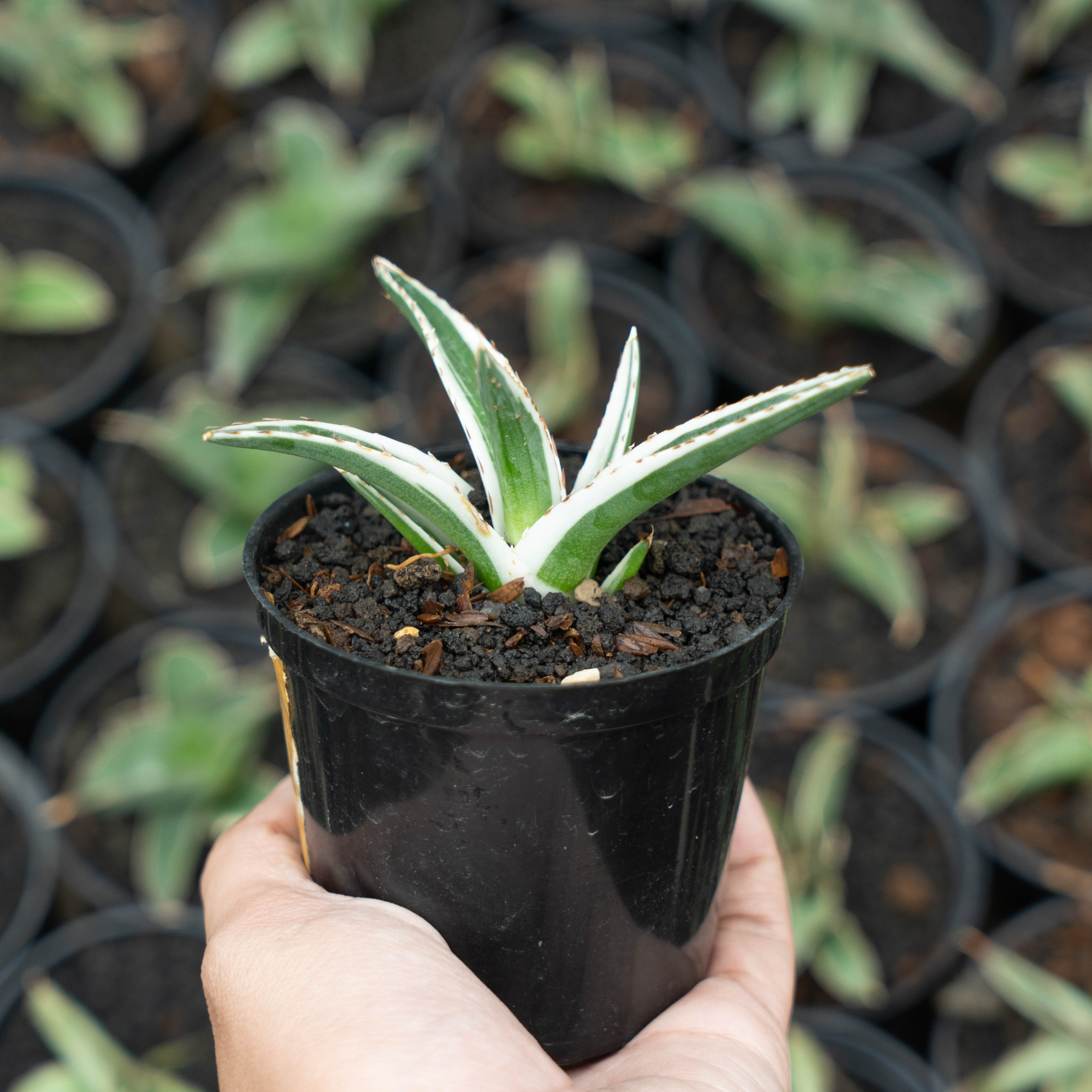 Agave White Rhino – Succulentasia