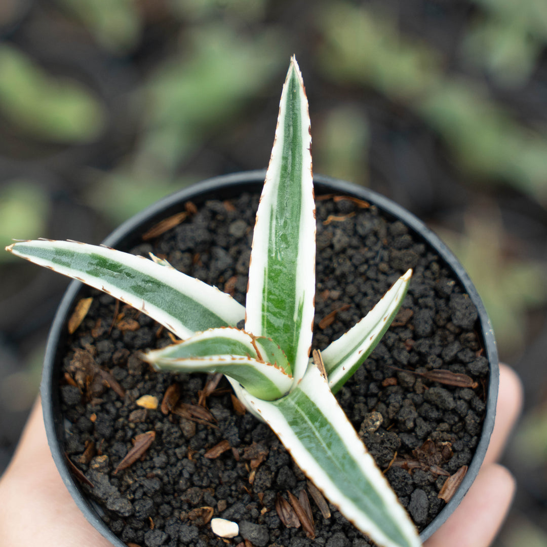 sansevieria rhino Agave White Rhino – Succulentasia