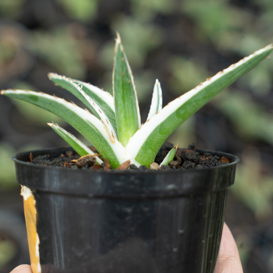 Sansevieria White Rhino - Succulentasia