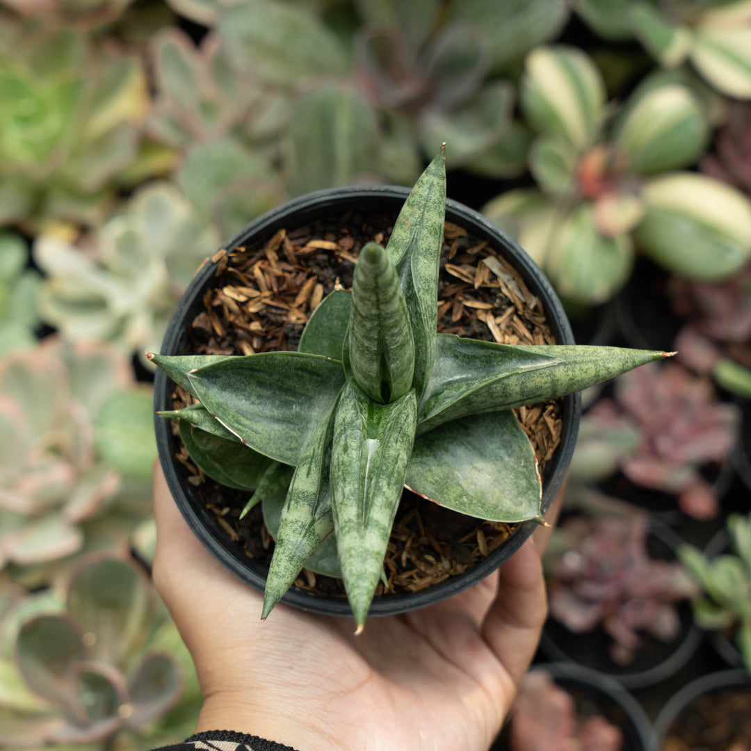 Sansevieria Deserthi x Cordova x Paten x Boncel