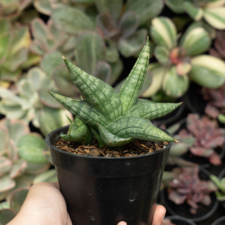 Sansevieria Deserthi x Cordova x Paten x Boncel