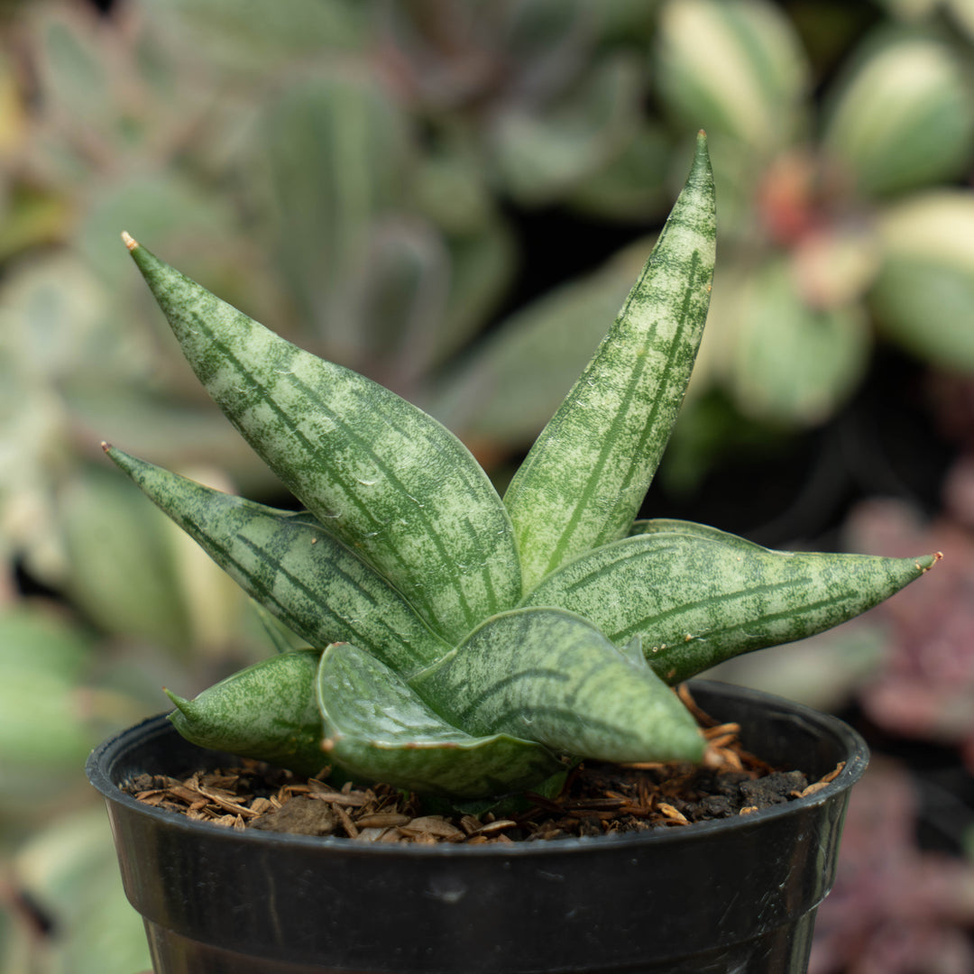 Sansevieria Deserthi x Cordova x Paten x Boncel