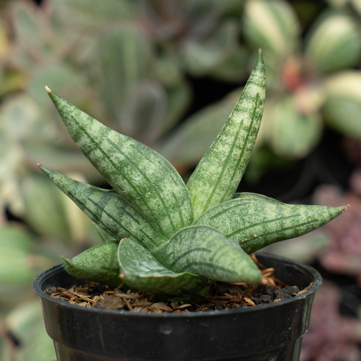 Sansevieria Deserthi x Cordova x Paten x Boncel