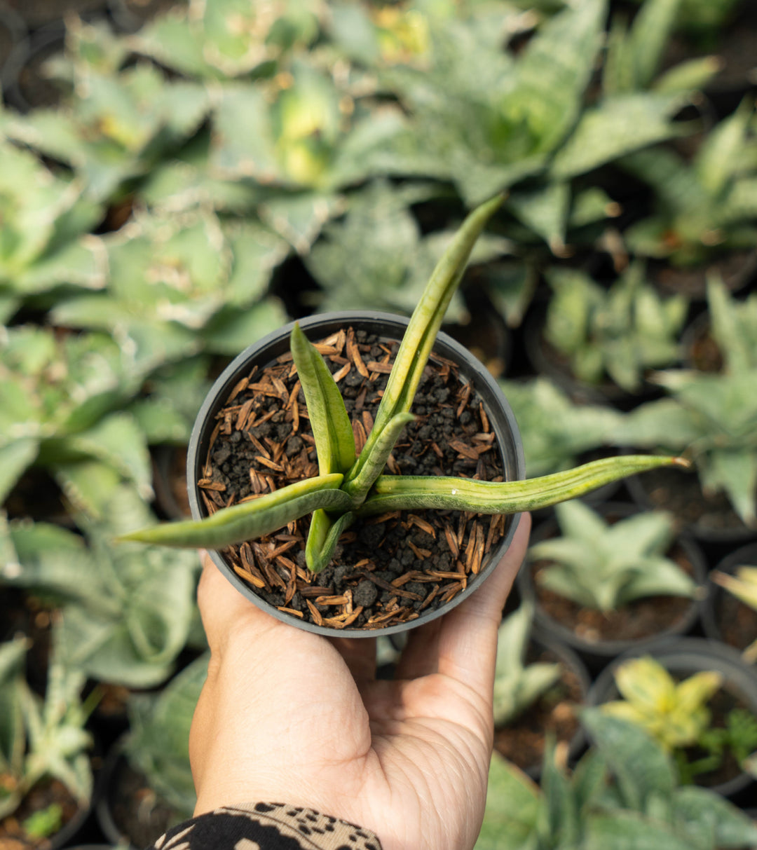 Sansevieria Bonloe Torch Variegated