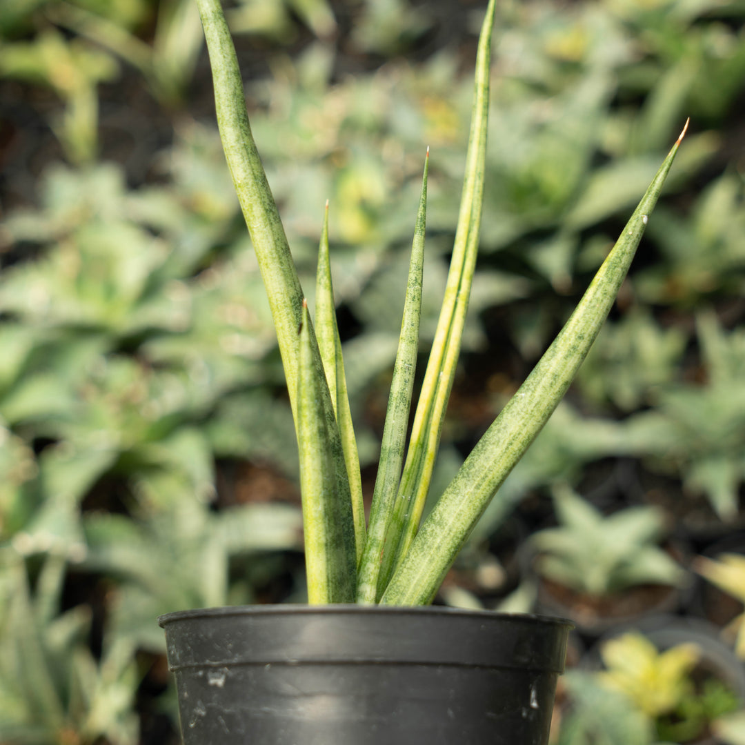 Sansevieria Bonloe Torch Variegated