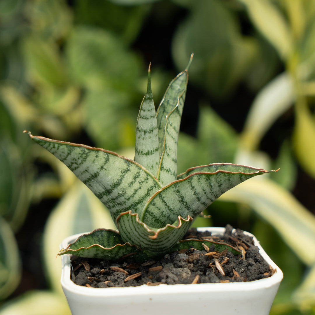 Sansevieria Anjani Blue Ice
