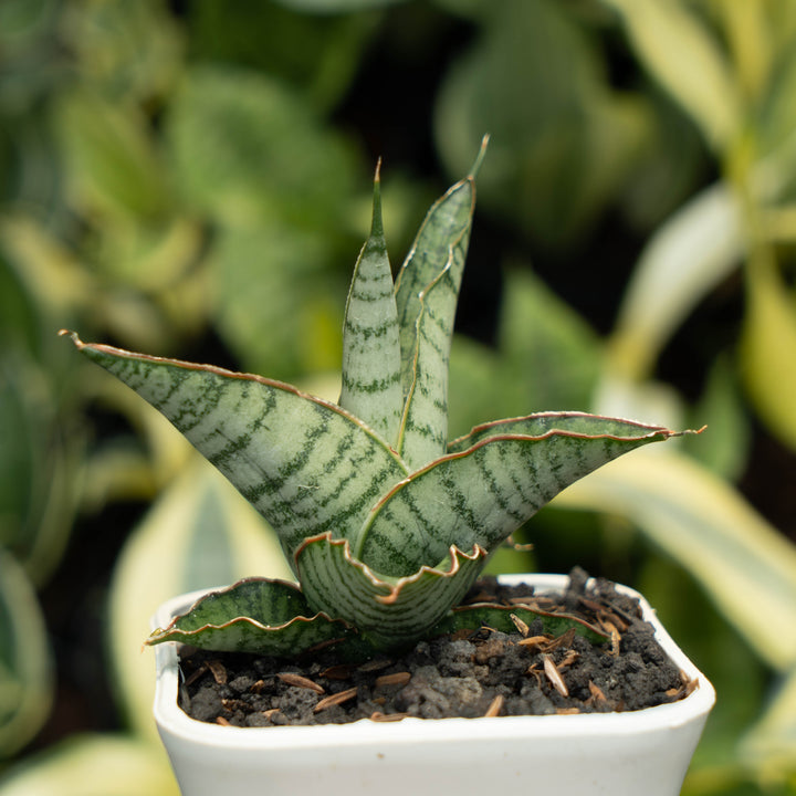 Sansevieria Anjani Blue Ice