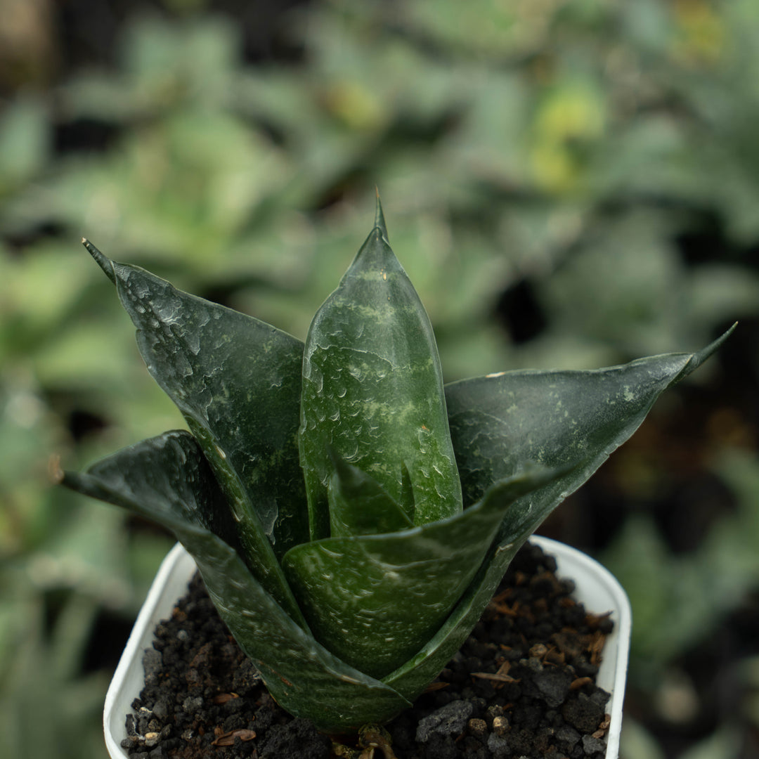 Sansevieria Adikara