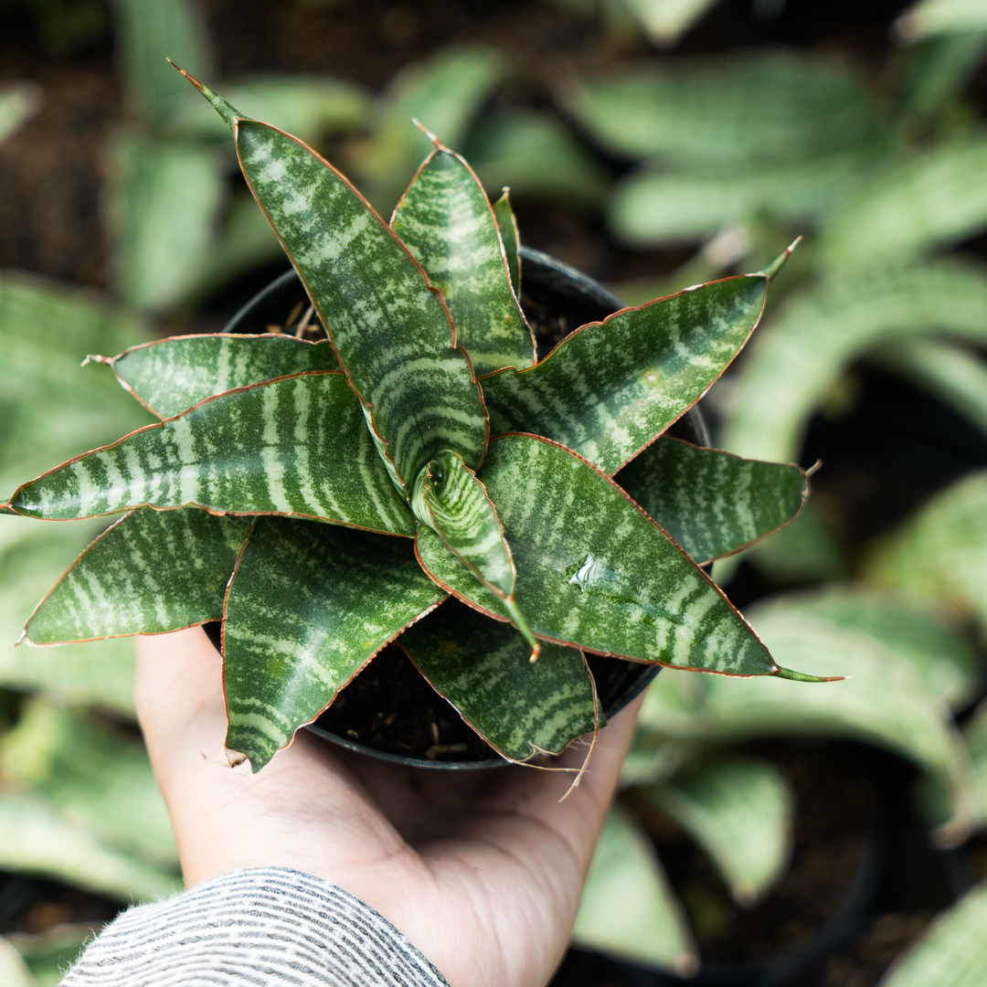 mermaid sansevieria Sansevieria ariella – Succulentasia