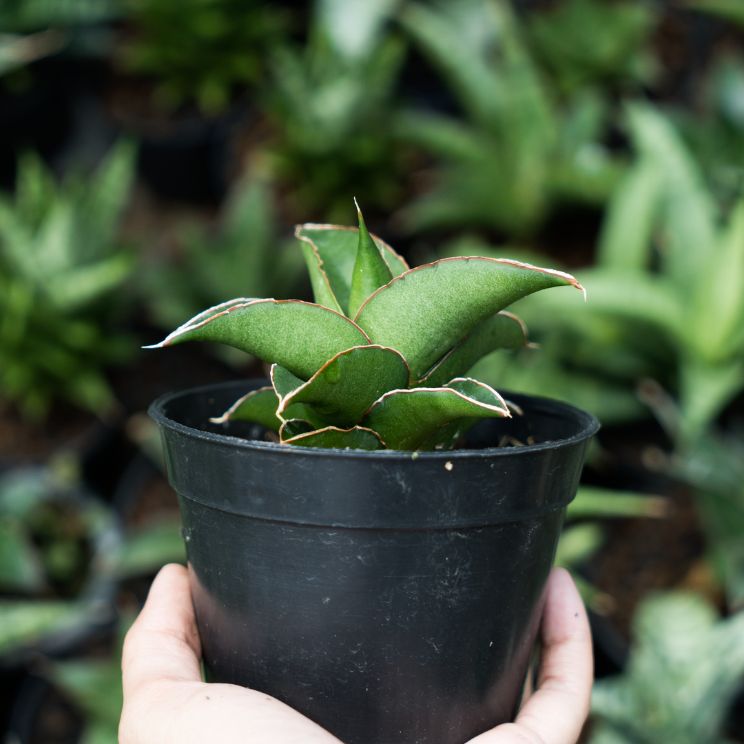 bonsai sansevieria sansevieria kukubima – Succulentasia