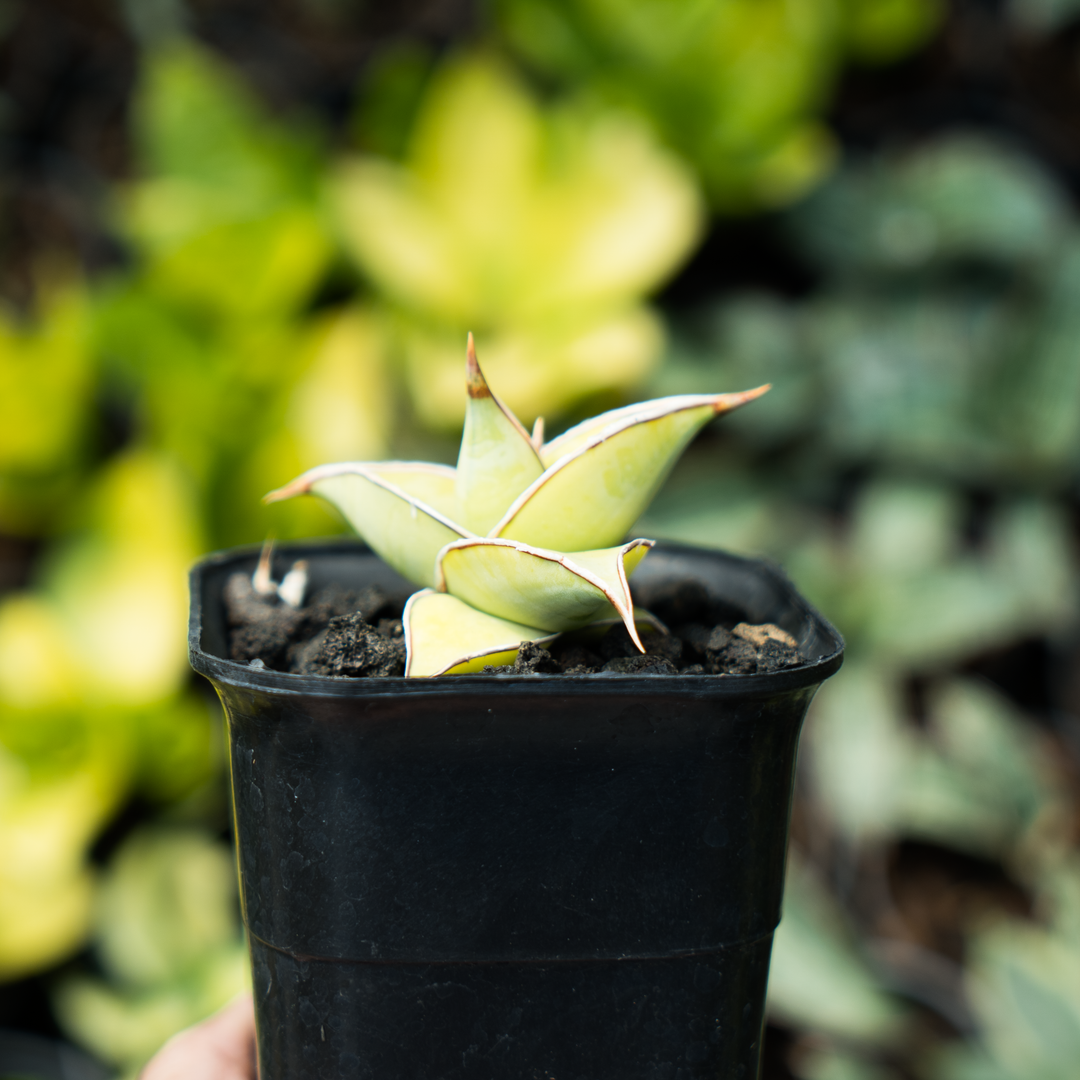 sansevieria pinguicula sansevieria pinguicula aurea – Succulentasia