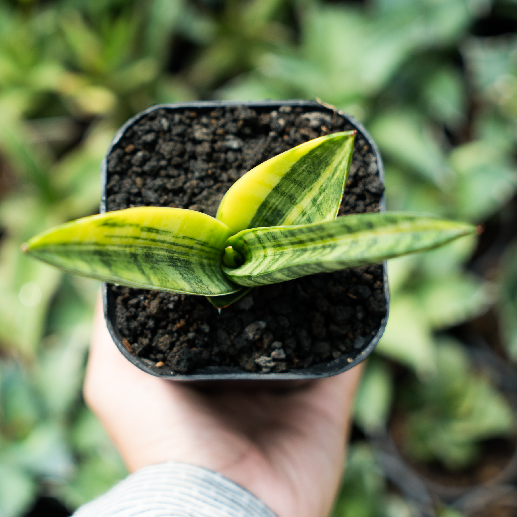 sansevieria marsha anjani Sansevieria Marsha Anjani Variegated – Succulentasia