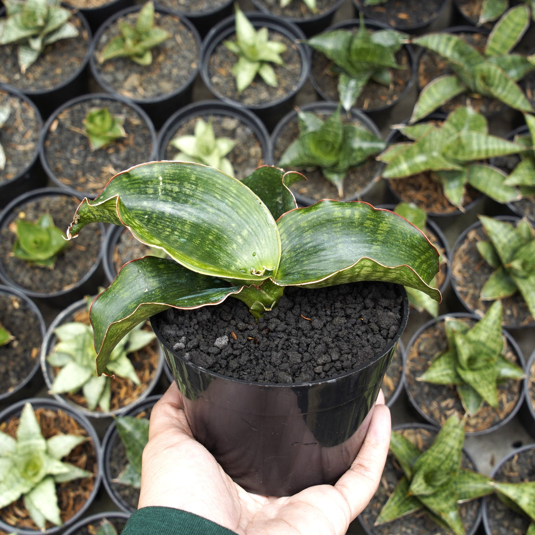 sansevieria watermark Sansevieria Malawi