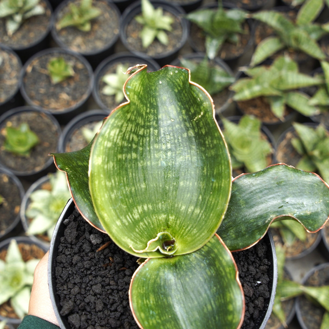 Sansevieria Malawi
