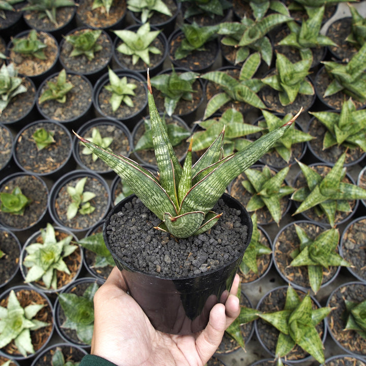 Sansevieria Jadu