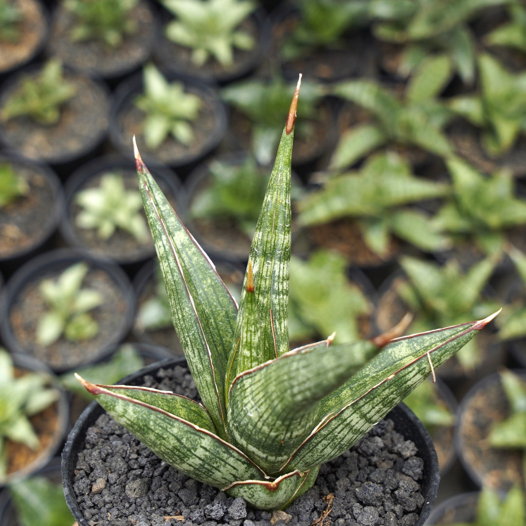 sansevieria downsii Sansevieria Jadu