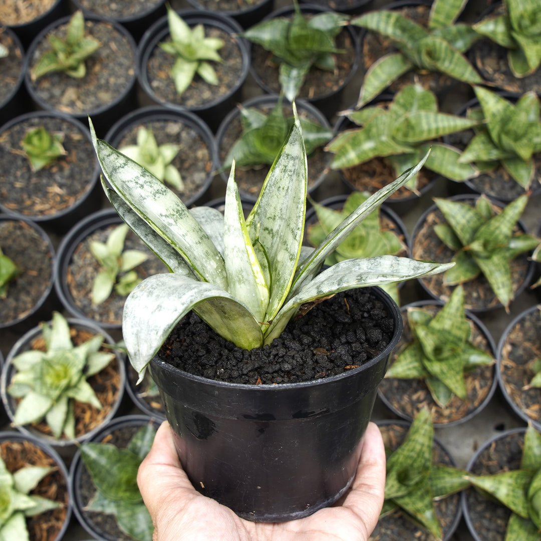 star sansevieria Sansevieria Star Bust – Succulentasia