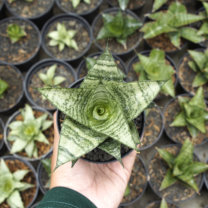Sansevieria Emely