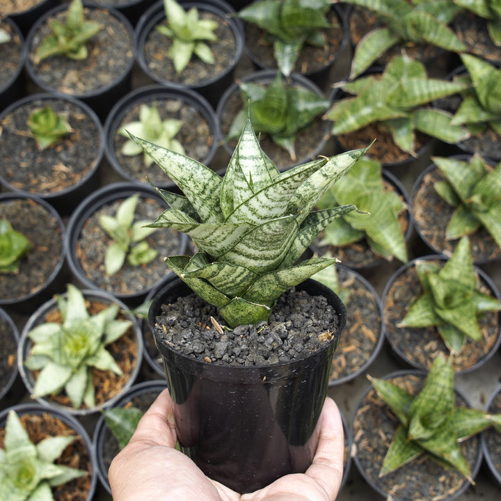 Sansevieria Emely