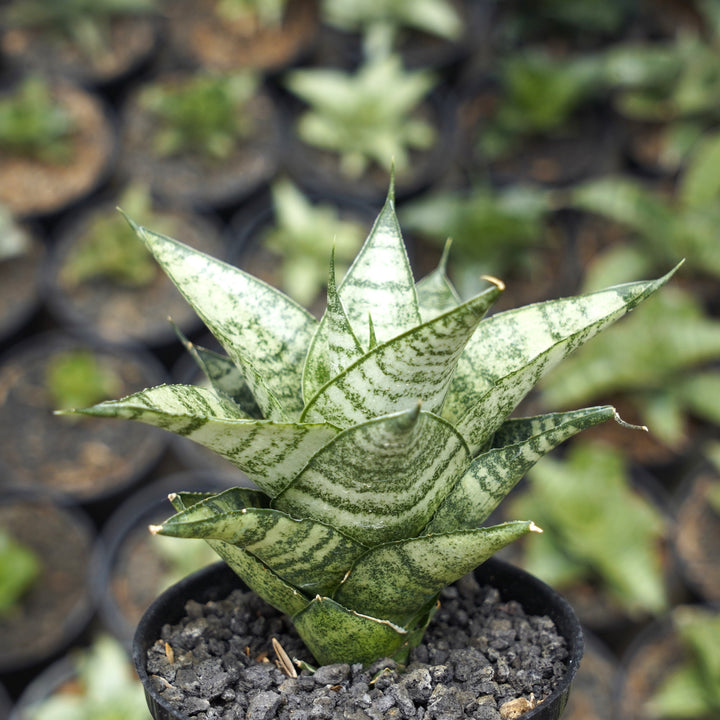 Sansevieria Emely